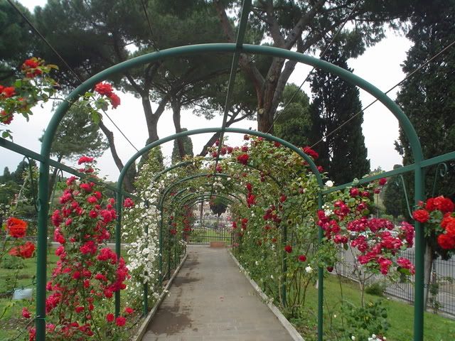 giard_rose8.jpg